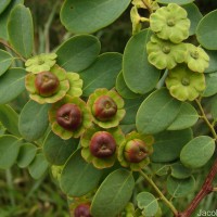 Phyllanthus retusus Dennst.